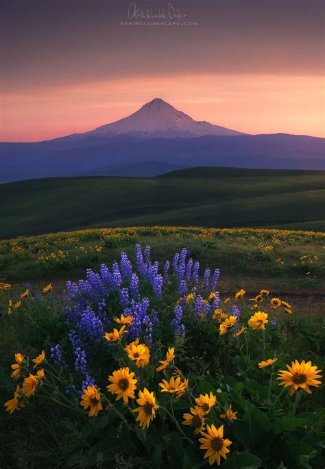 Oregon Colombia Hills Bloom Landscape Washington