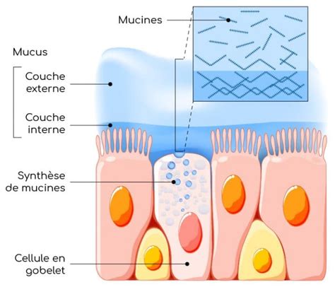 Mucus Caract Ristiques Et R Les Biologiques Nutrixeal Info