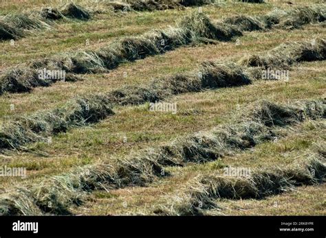 Harvesting Time Abstract Photography Of Lines Of Hay And Dry Grass