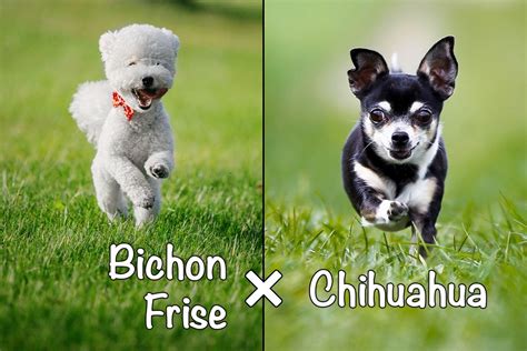 Chi Chon Bichon Frise X Chihuahua Mix All You Need To Know Bichon