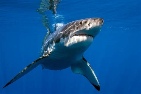 More Sharks To Live In British Waters By 2050 Easyvoyage