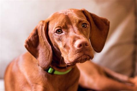 Vizsla Breed Of The Week Urban Dog