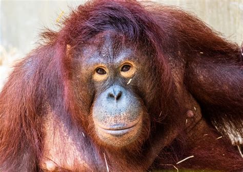 Coming home from work, kosuke dies in a car accident. Orangutan Sandra Is Going to an Accredited Sanctuary! | PETA