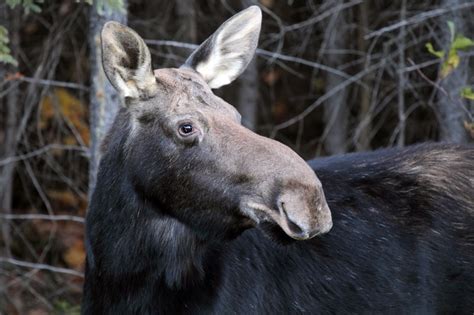 Faune Et Flore Du Pays Lorignal