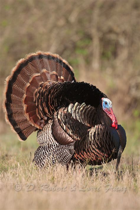 Rio Grande Wild Turkey In Full Strut D Robert Franz Photography