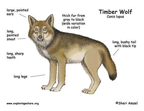 Wolf Timber Wolf Or Gray Wolf Timber Wolf Wolf Grey Wolf