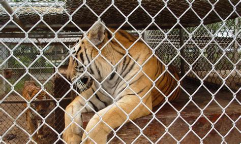 How The US And Europe Help Fuel The Illegal Tiger Trade Stories WWF