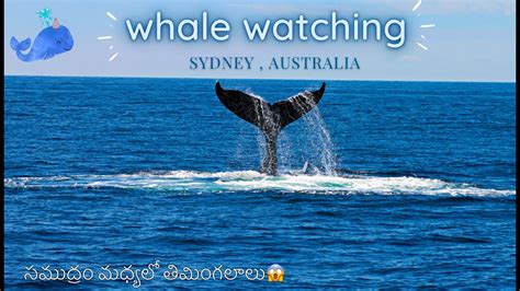 Whale Watching In Sydney Australia మహాసముద్రం మధ్యలో మర్చిపోలేని అనుభూతి సిడ్నీఆస్ట్రేలియా