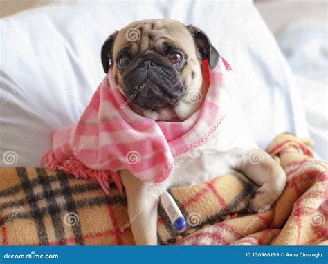 Sad Dog Pug In A Checkered Blanket Is Sick And Lies With A Thermometer