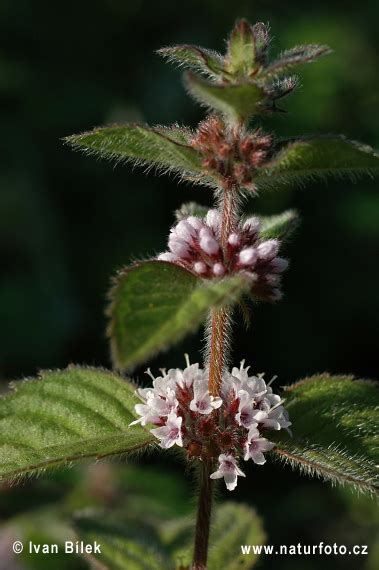 Mentha Arvensis Pictures Field Mint Images Nature Wildlife Photos