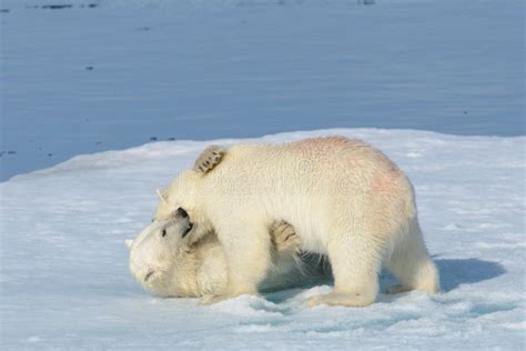 Two Polar Bear Cubs Playing Together On The Ice Stock Image Image Of