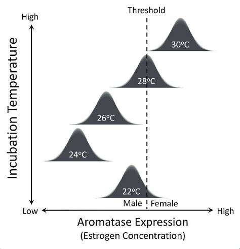 Threshold Model For Temperature Dependent Sex Determination