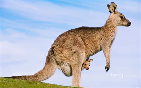 Best Of Bing Australia Australian Landmarks And Animals