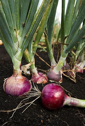 Onion Allium Cepa Has Many Health Benefits Indian City News