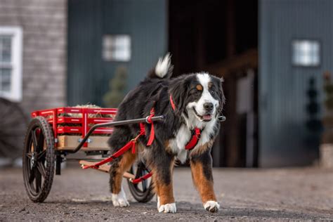 Cart Pulling The Joy Of A Working Dog Pant The Town