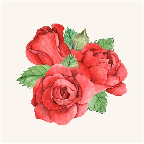 Hand Drawn Red Rose Isolated Download Free Vectors Clipart Graphics