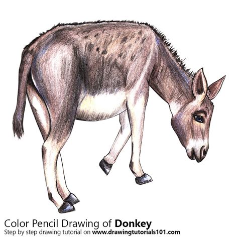 How To Draw A Donkey Farm Animals Step By Step