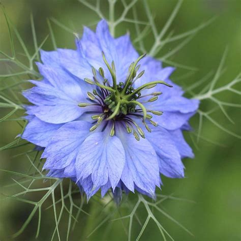 Buy Love In A Mist Nigella Damascena Miss Jekyll Delivery By