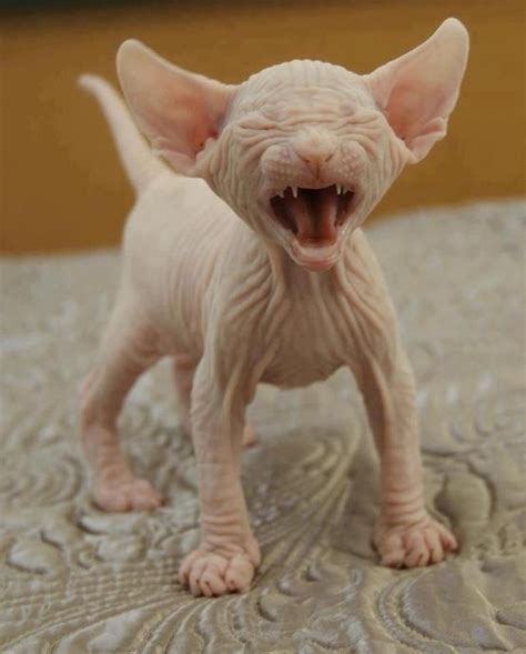 29 Best Images About Amazing Sphynx Photos On Pinterest