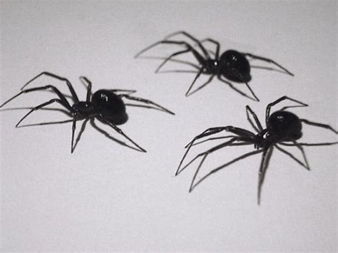 10 Facts About Arachnids Fact File