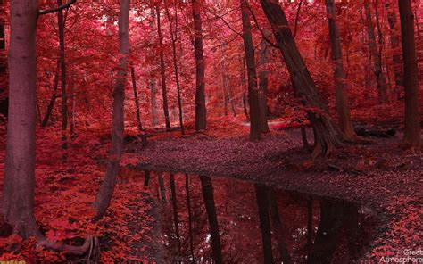 Red Forest Trees In Autumn Wallpapers Wallpaper Cave