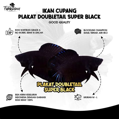 Jual Ikan Cupang Plakat Double Tail PKDT Super Black GRADE A Shopee