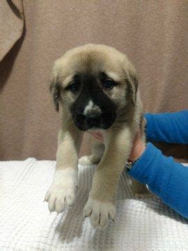 This is the price you can expect to budget for an anatolian shepherd with papers but without breeding rights nor show quality. German Shepherd Puppies For Sale In Nc Craigslist