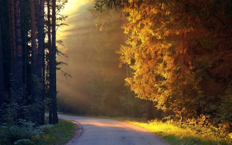 Wallpaper Trees Forest Road Sunshine 2560x1600 Hd Picture Image