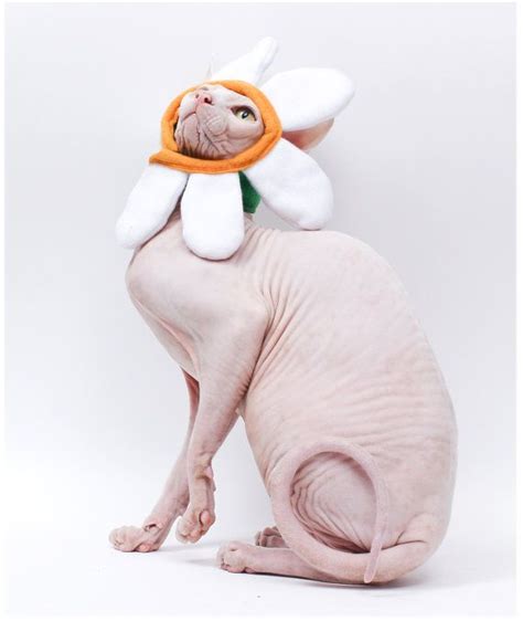 Daisy Costume Cat Hat Sphynx Cat Clothes Flower Hat