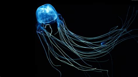 Australian Box Jellyfish Jellyfish 5k 5k Aquaticecosystem