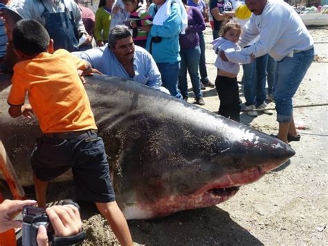 Последние твиты от kenneth higginbotham (@khigginbothamsr). Outdoors 720: A 2,000-pound great white shark caught in fishing net