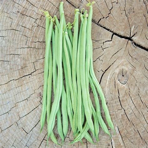 Fortex Bean Seed Seed 5 Pounds Sold Out Territorial Seed Bean
