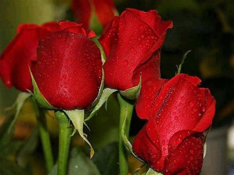 Red Roses Are The Best Flowers Photo 34825641 Fanpop