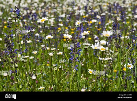 Spring Flowers Stock Photo Alamy