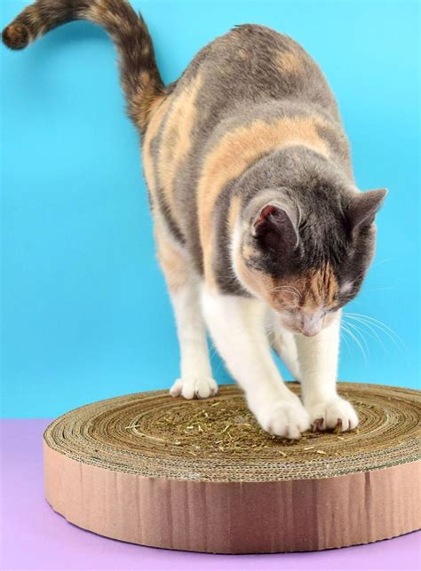 Diy Cardboard Cat Scratcher Cardboard Cat Cat Scratcher Cardboard