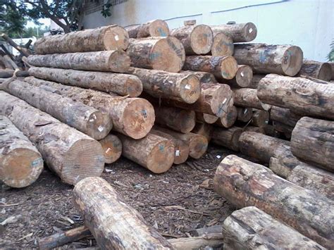 Pine Wood Logs By Nandhi Woods Pine Wood Logs From Bangalore Karnataka Id 967445
