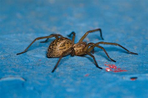 Hobo Spiders Identification And Extermination Arete Pest Control