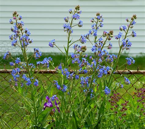 Boldly® dark red has a mounded habit with deep red flowers and has been named a top performer by oklahoma state university botanical gardens, michigan state university and erie basin marina. Italian Bugloss: Tall Perennial With True-blue Flowers