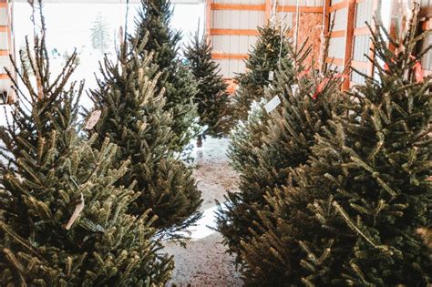 How To Keep Your Christmas Tree Fresh Throughout The Festive Season
