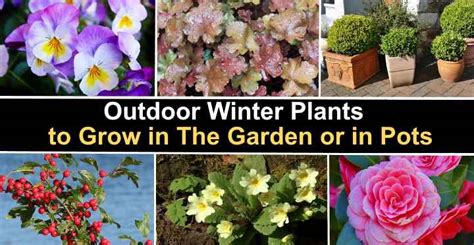 Winter Plants Outdoor Winter Plants To Grow In The Garden Or In Pots