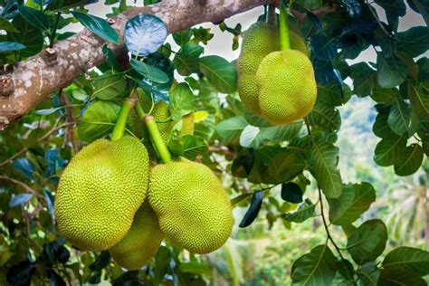 How To Grow Jackfruit From Seed To Harvest Check How This Guide Helps