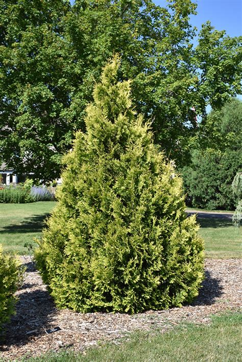 Yellow Ribbon Arborvitae Thuja Occidentalis Yellow Ribbon In Boston