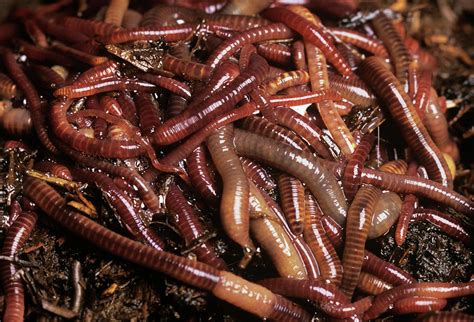 Earthworms Photograph By Sinclair Stammersscience Photo Library Fine