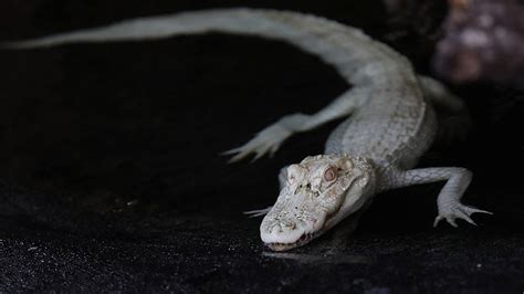 Rare Albino Alligators Arrive At Georgia Aquarium Youtube