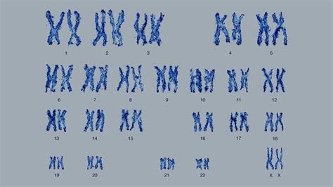What Do Chromosomes Look Like And How Are Pairs Identified
