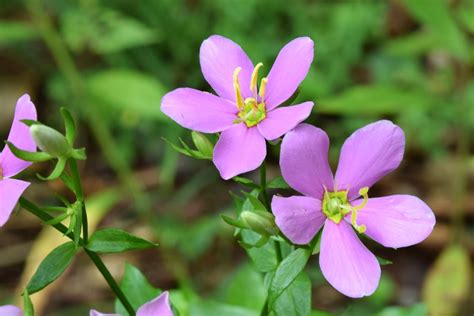 Native plants will grow better and with less fuss than a nonnative; Using Georgia Native Plants: Pretty In Pink