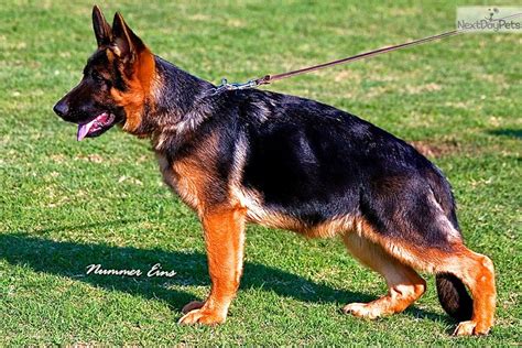 Class german shepherd breeders pro german shepherd breeders gsd puppies gsd puppy gsd puppiesfor sale. Dogs and Puppies for Sale and Adoption | Oodle Marketplace