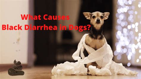 13 Causes Of Black Diarrhea In Dogs Pethelpful
