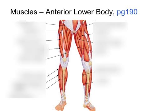 Muscles Anterior Lower Body Diagram Quizlet