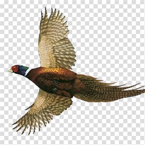 Pheasants Forever Clipart Free Images At Clker Com Vector Clip